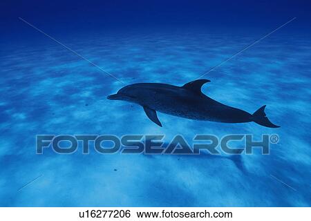 Stock Photograph - Spotted Dolphin is Swimming Underwater. Fotosearch