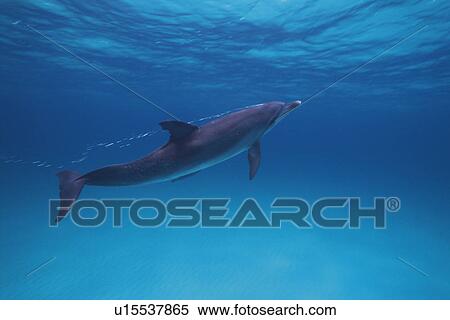 Stock Photography - Spotted Dolphin is Swimming Underwater. Fotosearch