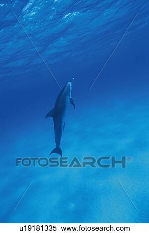 Stock Photography - Spotted Dolphin is Swimming Underwater. Fotosearch