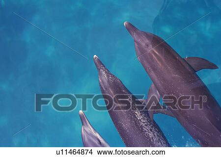 Three Spotted Dolphin are Swimming Together Near the Water Surface View Large Photo Image Picture - Three Spotted Dolphin are Swimming Together Near the Water Surface. Fotosearch