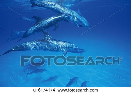 Three Spotted Dolphin are Swimming Together View Large Photo Image Picture - Three Spotted Dolphin are Swimming Together. Fotosearch