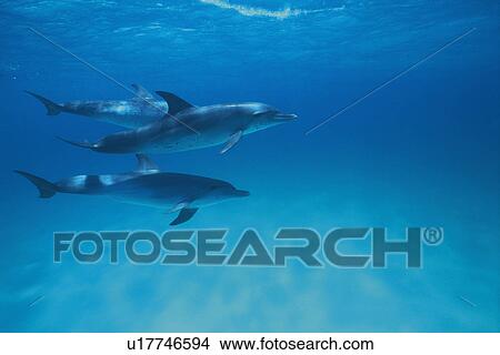 Three Spotted Dolphin are Swimming Together View Large Photo Image Picture - Three Spotted Dolphin are Swimming Together. Fotosearch