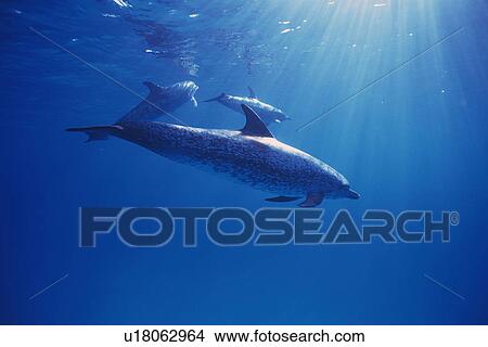 Picture - Three Spotted Dolphin are Swimming Together Near the Water Surface. Fotosearch