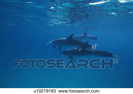 Stock Image - Three Spotted Dolphin are Swimming Together. Fotosearch