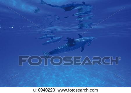Three Spotted Dolphin are Swimming Together View Large Photo Image Stock Image - Three Spotted Dolphin are Swimming Together. Fotosearch