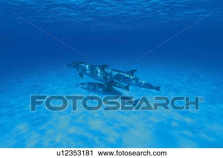 Three Spotted Dolphin are Swimming Together View Large Photo Image Stock Image - Three Spotted Dolphin are Swimming Together. Fotosearch