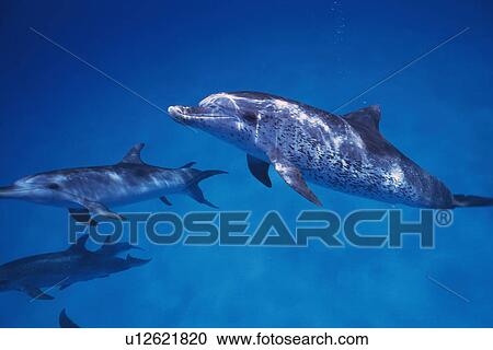 Stock Image - Three Spotted Dolphin are Swimming Together. Fotosearch
