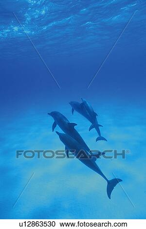 Three Spotted Dolphin are Swimming Together View Large Photo Image Stock Image - Three Spotted Dolphin are Swimming Together. Fotosearch