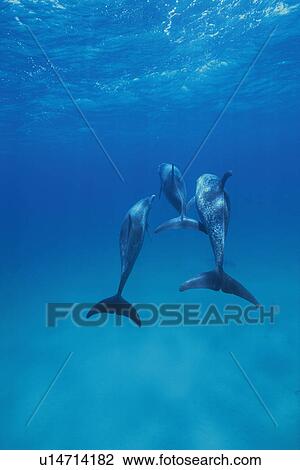 Stock Image - Three Spotted Dolphin are Swimming Together. Fotosearch