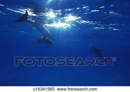 Three Spotted Dolphin are Swimming Together View Large Photo Image Stock Image - Three Spotted Dolphin are Swimming Together. Fotosearch