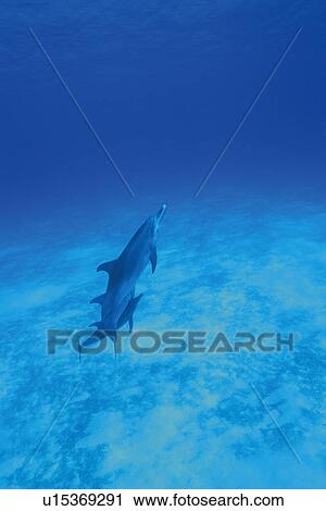 Three Spotted Dolphin are Swimming Together View Large Photo Image Stock Image - Three Spotted Dolphin are Swimming Together. Fotosearch