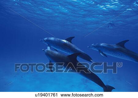 Three Spotted Dolphin are Swimming Together View Large Photo Image Stock Image - Three Spotted Dolphin are Swimming Together. Fotosearch