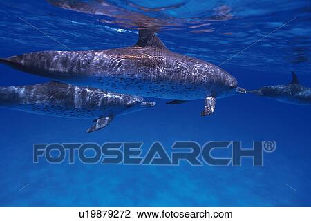 Stock Image - Three Spotted Dolphin are Swimming Together Near the Water Surface. Fotosearch