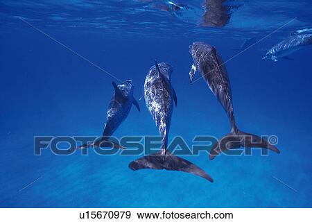 Three Spotted Dolphin are Swimming Together View Large Photo Image Stock Photo - Three Spotted Dolphin are Swimming Together. Fotosearch