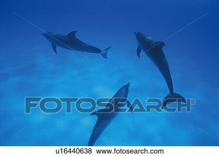 Stock Photo - Three Spotted Dolphin are Swimming Together. Fotosearch