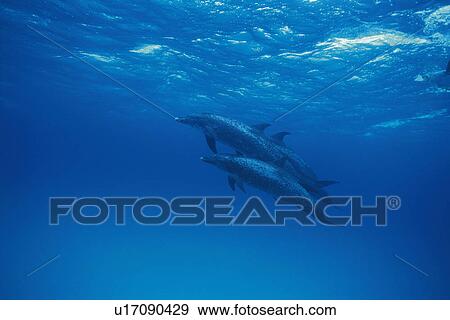 Three Spotted Dolphin are Swimming Together View Large Photo Image Stock Photo - Three Spotted Dolphin are Swimming Together. Fotosearch