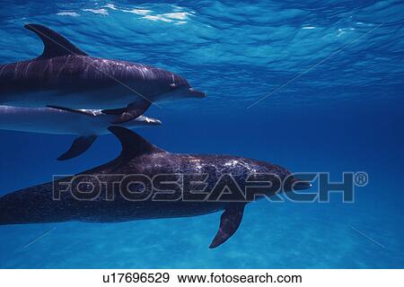 Stock Photo - Three Spotted Dolphin are Swimming Together Near the Water Surface. Fotosearch