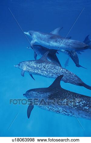 Three Spotted Dolphin are Swimming Together View Large Photo Image Stock Photo - Three Spotted Dolphin are Swimming Together. Fotosearch