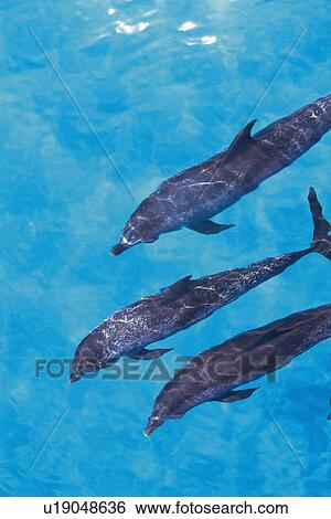Stock Photograph - Three Spotted Dolphin are Swimming Together Near the Water Surface. Fotosearch
