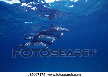 Stock Photography - Three Spotted Dolphin are Swimming Together Near the Water Surface. Fotosearch