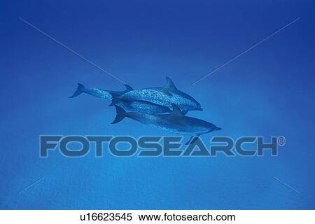 Three Spotted Dolphin are Swimming Together View Large Photo Image Stock Photography - Three Spotted Dolphin are Swimming Together. Fotosearch