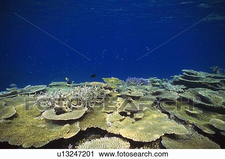 Coral reef View Large Photo Image Stock Image - Coral reef. Fotosearch