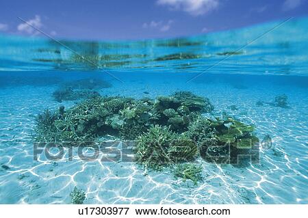 Stock Photo - Coral Reef. Fotosearch