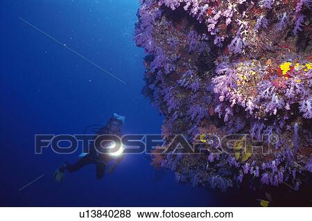 Stock Photo - Diver. Fotosearch