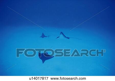 Eagle rays swimming in the sea View Large Photo Image Stock Photo - Eagle rays swimming in the sea. Fotosearch