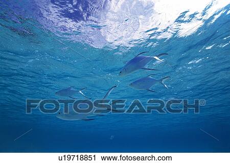 Stock Image - Fish swimming in the sea. Fotosearch