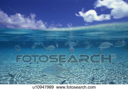 Fish swimming in the sea View Large Photo Image Stock Photo - Fish swimming in the sea. Fotosearch