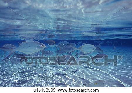 Fish swimming in the sea View Large Photo Image Stock Photo - Fish swimming in the sea. Fotosearch