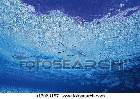 Stock Photo - Fish swimming in the sea. Fotosearch