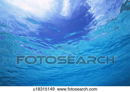 Fish swimming in the sea View Large Photo Image Stock Photo - Fish swimming in the sea. Fotosearch