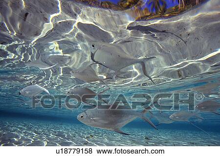 Fish swimming in the sea View Large Photo Image Stock Photo - Fish swimming in the sea. Fotosearch