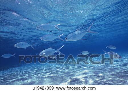 Stock Photo - Fish swimming in the sea. Fotosearch