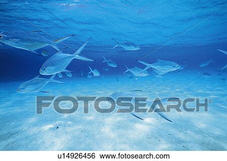 Stock Photograph - Fish swimming in the sea. Fotosearch