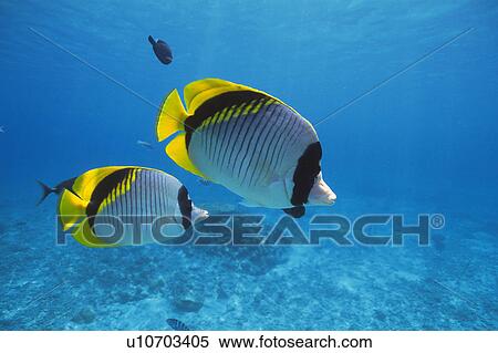 Fish swimming in the sea View Large Photo Image Stock Photography - Fish swimming in the sea. Fotosearch