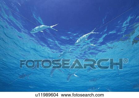 Picture - Group of fish swimming in the sea. Fotosearch