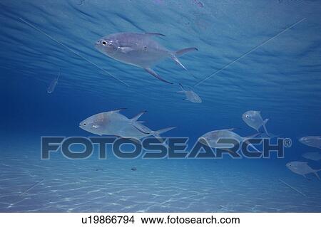 Group of fish swimming in the sea View Large Photo Image Picture - Group of fish swimming in the sea. Fotosearch