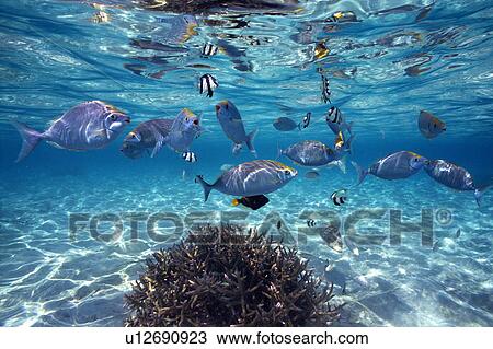 Group of fish swimming in the sea View Large Photo Image Stock Image - Group of fish swimming in the sea. Fotosearch