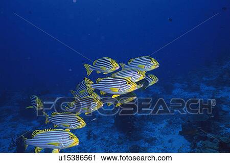 Stock Image - Group of fish swimming in the sea. Fotosearch