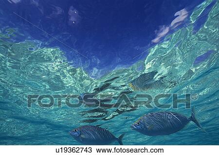 Group of fish swimming in the sea View Large Photo Image Stock Image - Group of fish swimming in the sea. Fotosearch