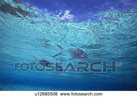 Stock Photo - Group of fish swimming in the sea. Fotosearch