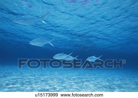 Stock Photo - Group of fish swimming in the sea. Fotosearch