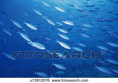 Group of fish swimming in the sea View Large Photo Image Stock Photograph - Group of fish swimming in the sea. Fotosearch