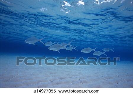 Group of fish swimming in the sea View Large Photo Image Stock Photography - Group of fish swimming in the sea. Fotosearch