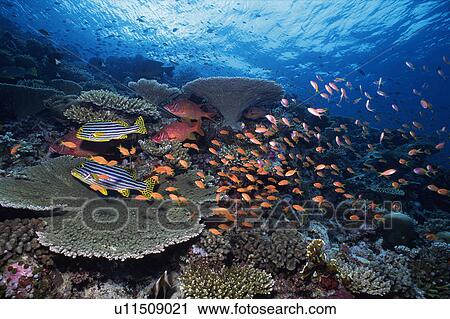Stock Image - Group of fishes swimming in the sea. Fotosearch
