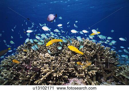 Group of fishes swimming in the sea View Large Photo Image Stock Image - Group of fishes swimming in the sea. Fotosearch
