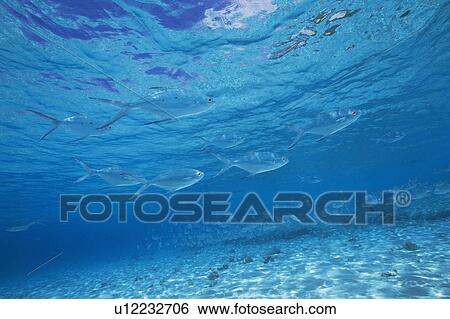 Group of fishes swimming in the sea View Large Photo Image Stock Photograph - Group of fishes swimming in the sea. Fotosearch